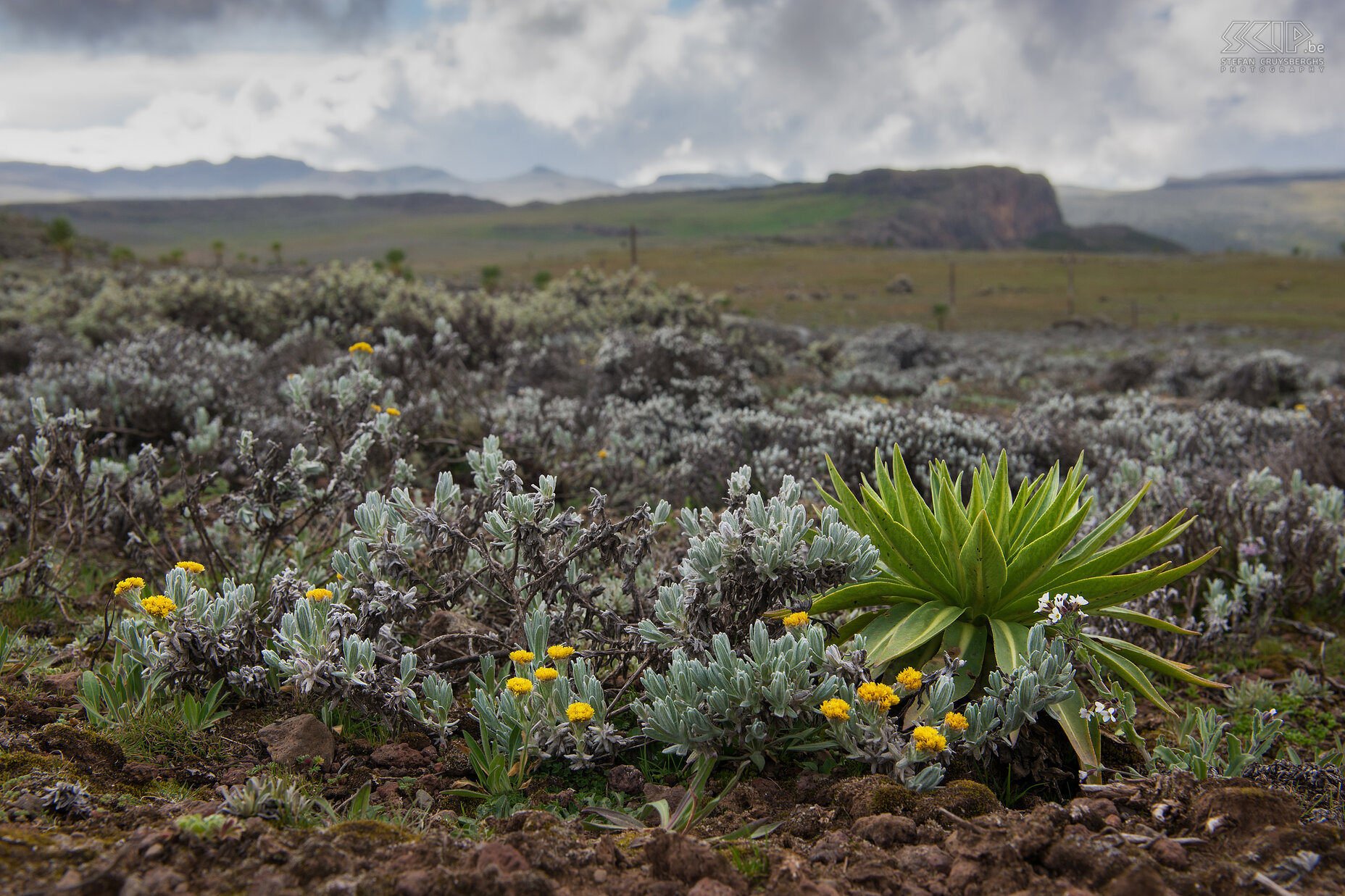 Bale Mountains - Sanetti Plateau  Stefan Cruysberghs